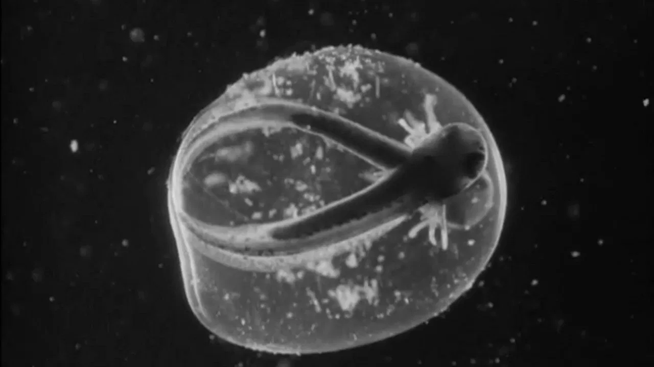 Romance in a Pond backdrop