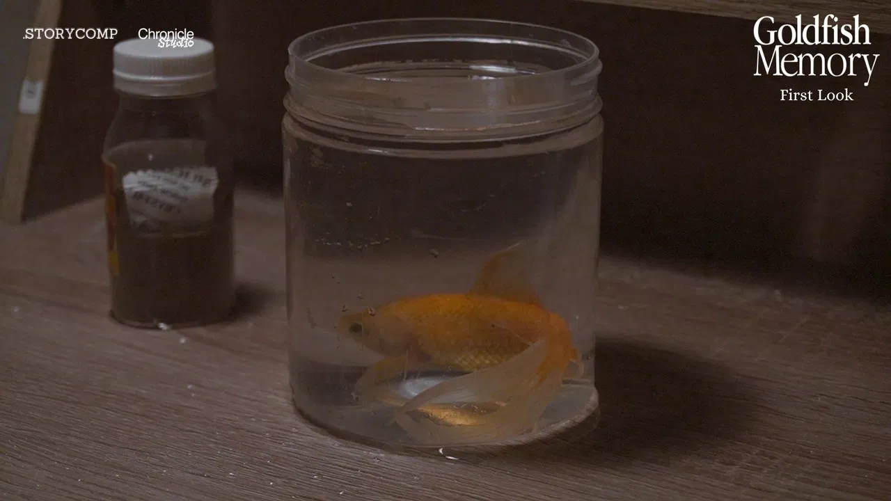 Goldfish Memory backdrop