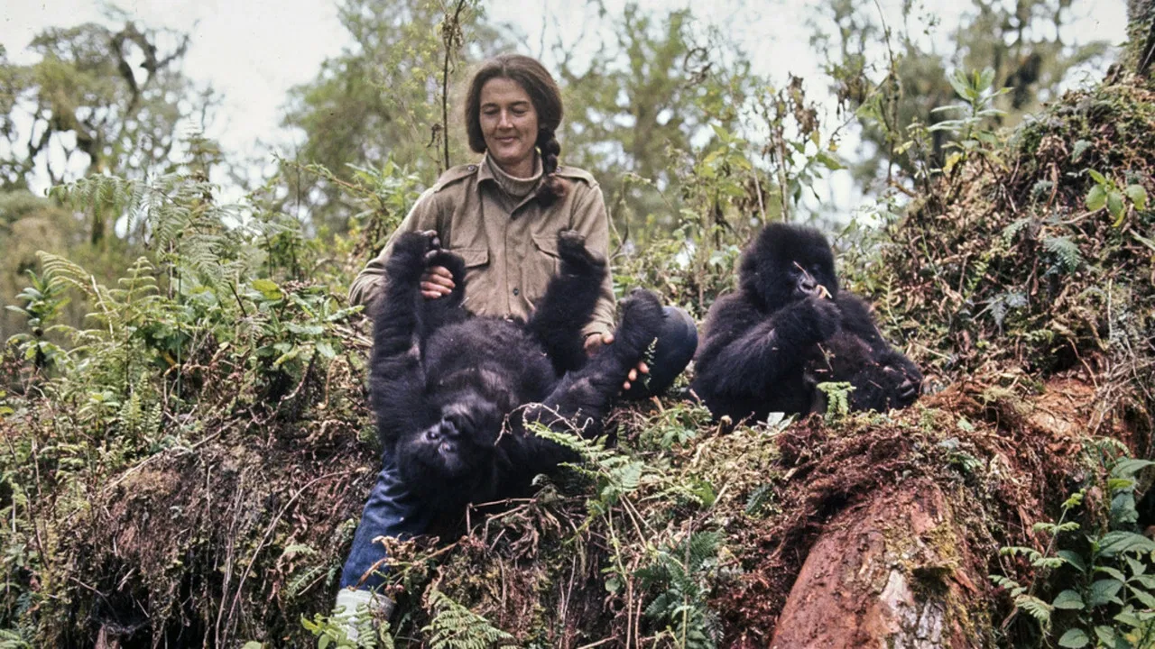 Dian Fossey: Ihr Leben für die Gorillas backdrop