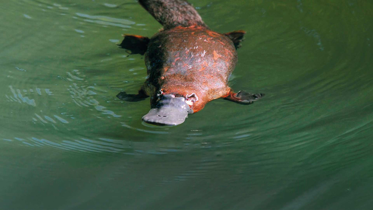 Platypus: World's Strangest Animal backdrop