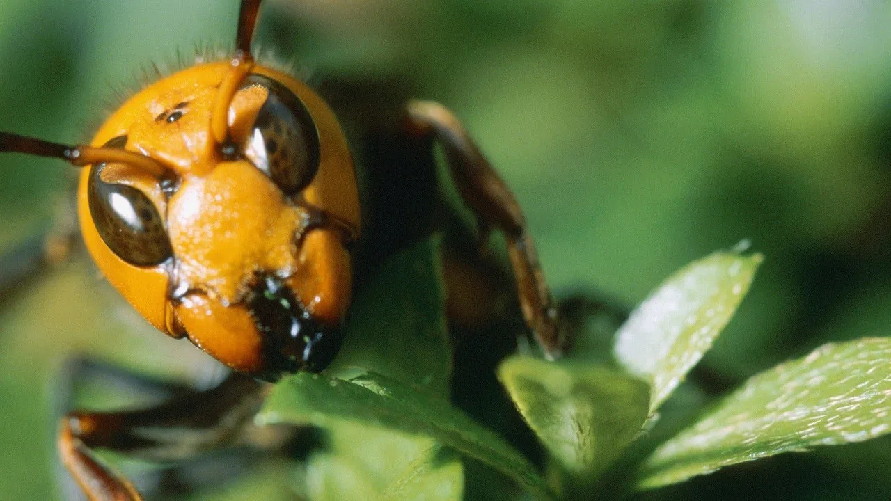 Killer Hornets backdrop