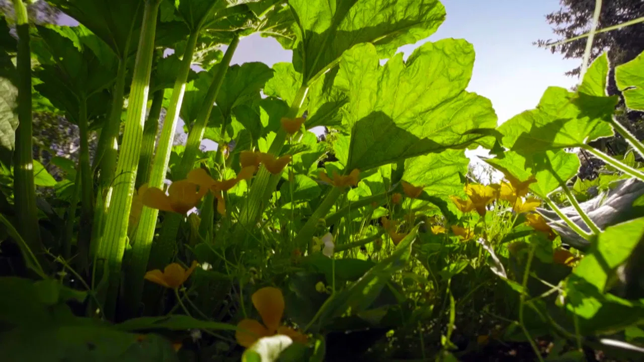 The Marvelous Wild World of the Vegetable Garden backdrop
