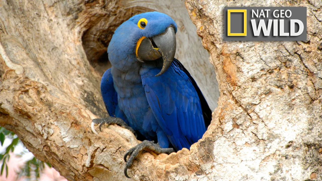 Wildest Latin America backdrop