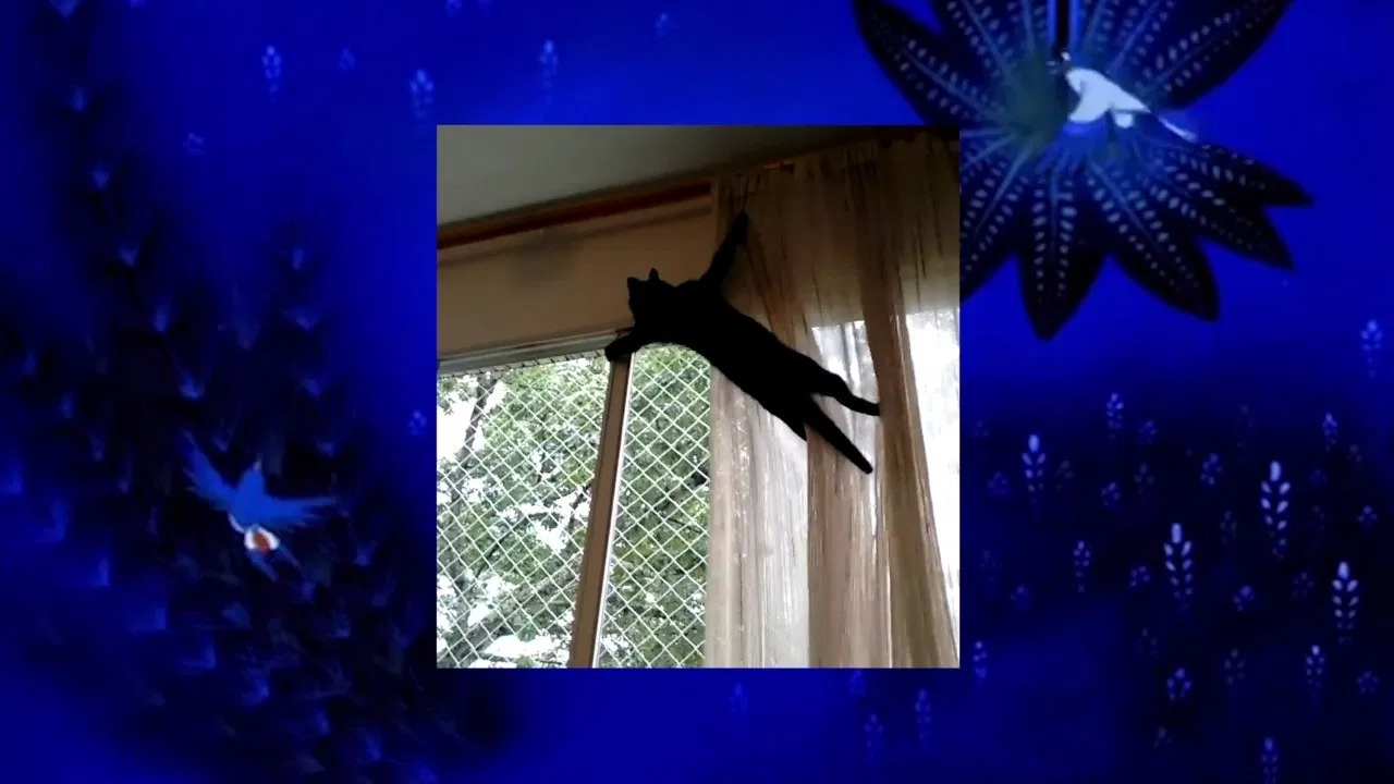 The Cosmopolitics of Animals backdrop