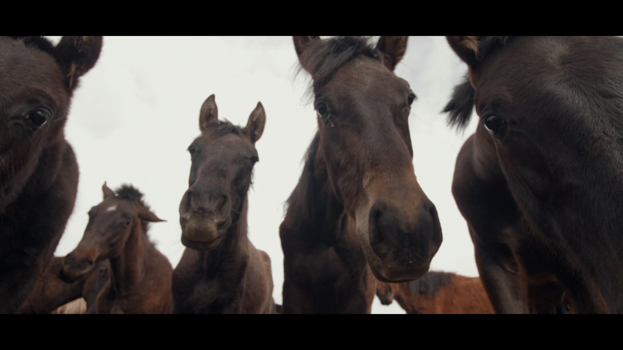 Wings of Kyrgyzstan backdrop