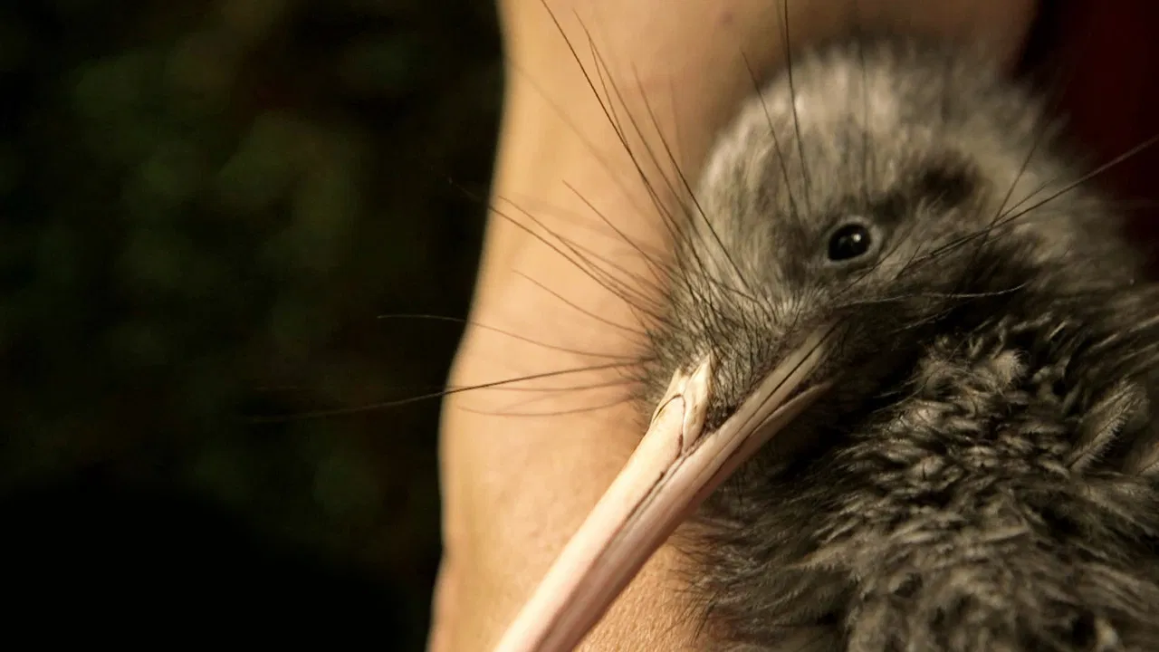 Nouvelle-Zélande : La Reconquête Maorie backdrop