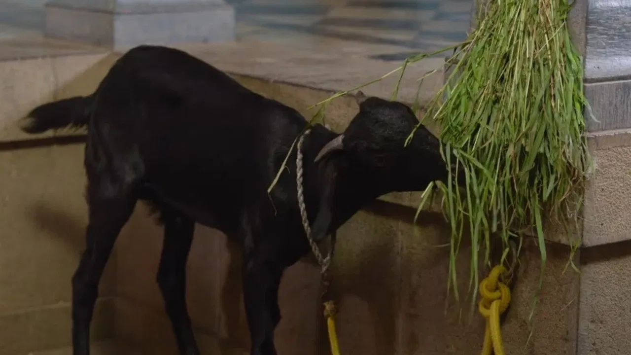 India Is My Country backdrop