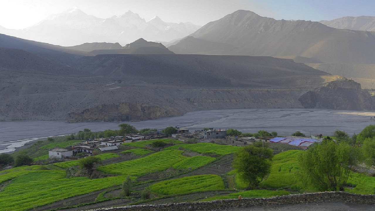 Blue Kangling backdrop