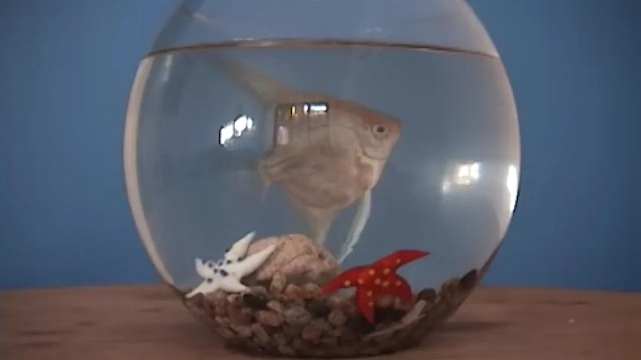 El gabinete del doctor mojado - Piloto CNTV backdrop