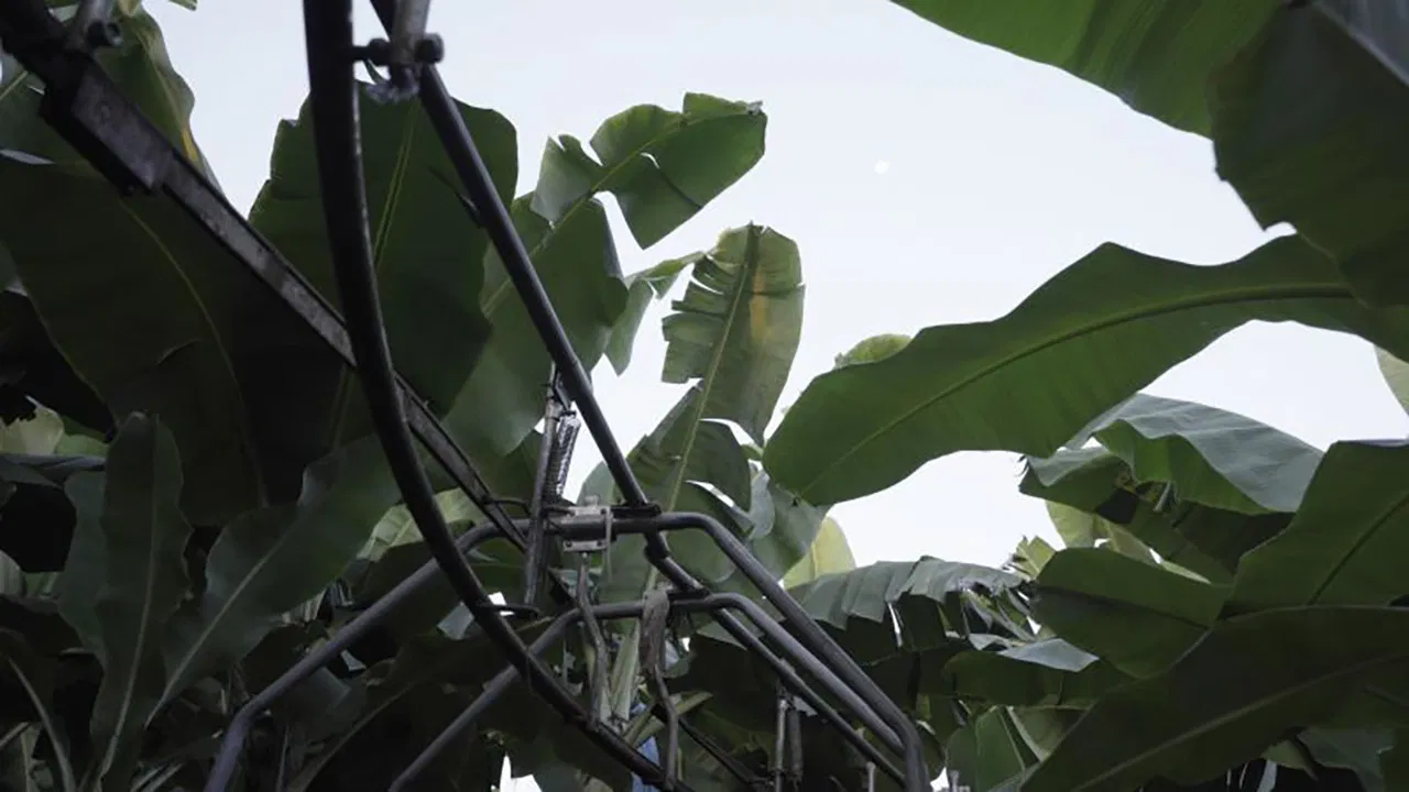 The Inner Life of Exterior Plants backdrop