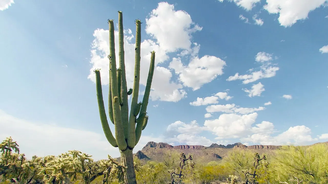 Cactus Hotel backdrop