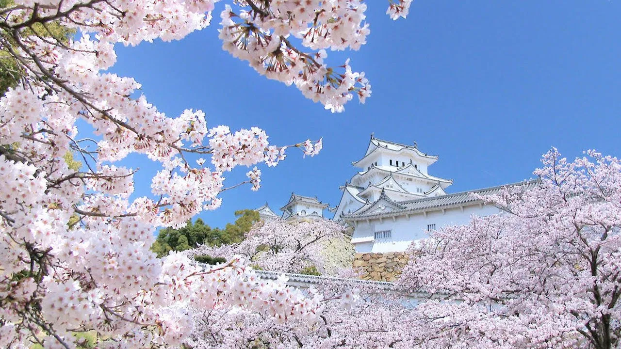 Peace Nippon backdrop