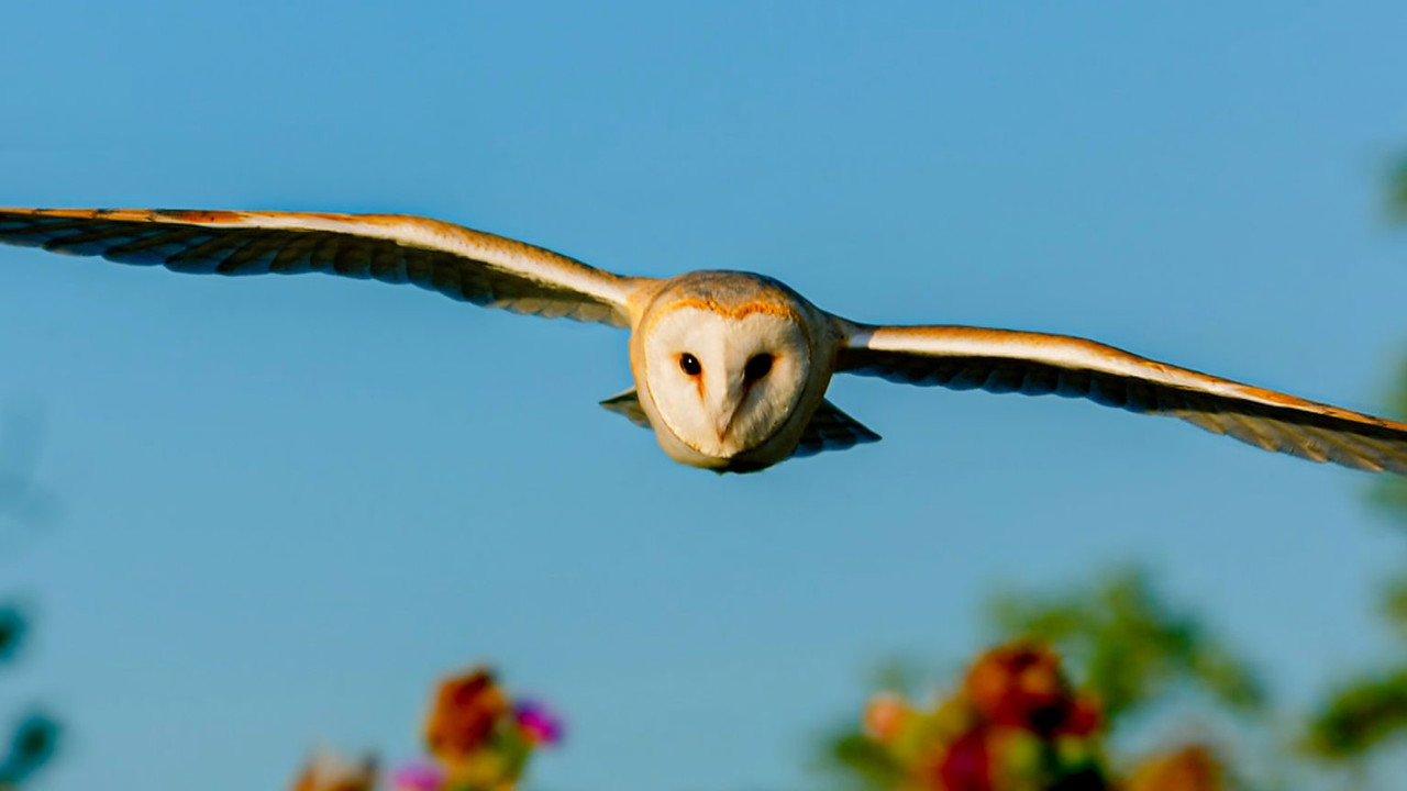 A Countryside Summer backdrop
