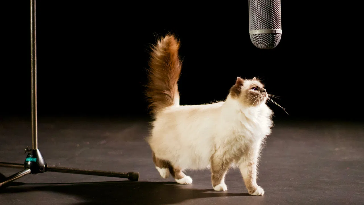 The Story of Cats backdrop