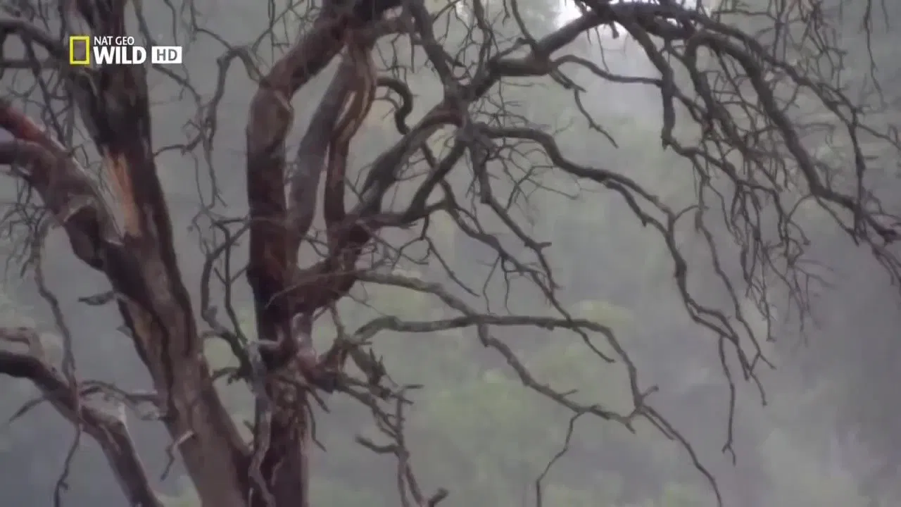 Lion Brotherhood backdrop