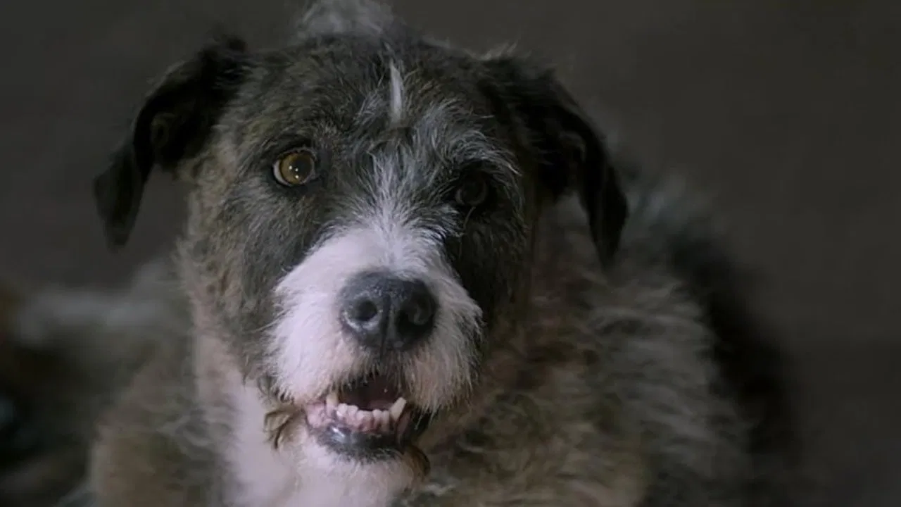 Life with Dog backdrop