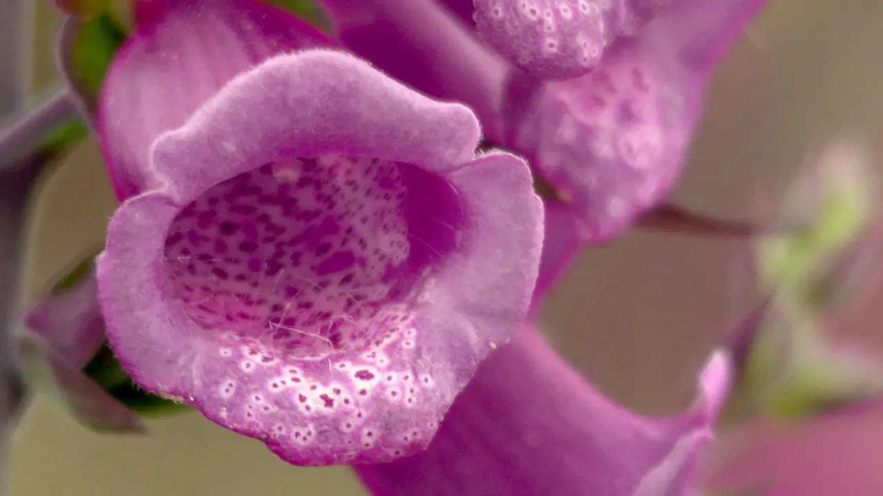 Les Secrets des fleurs sauvages backdrop