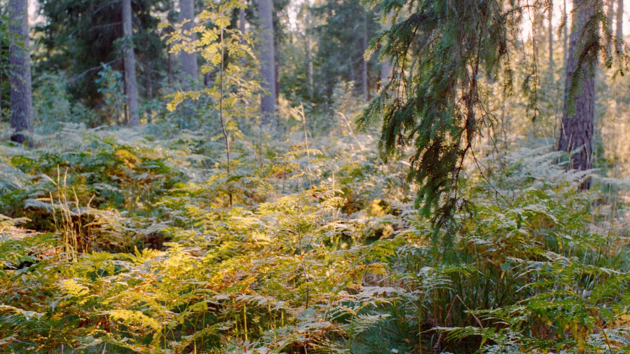 Come Sit With Us backdrop