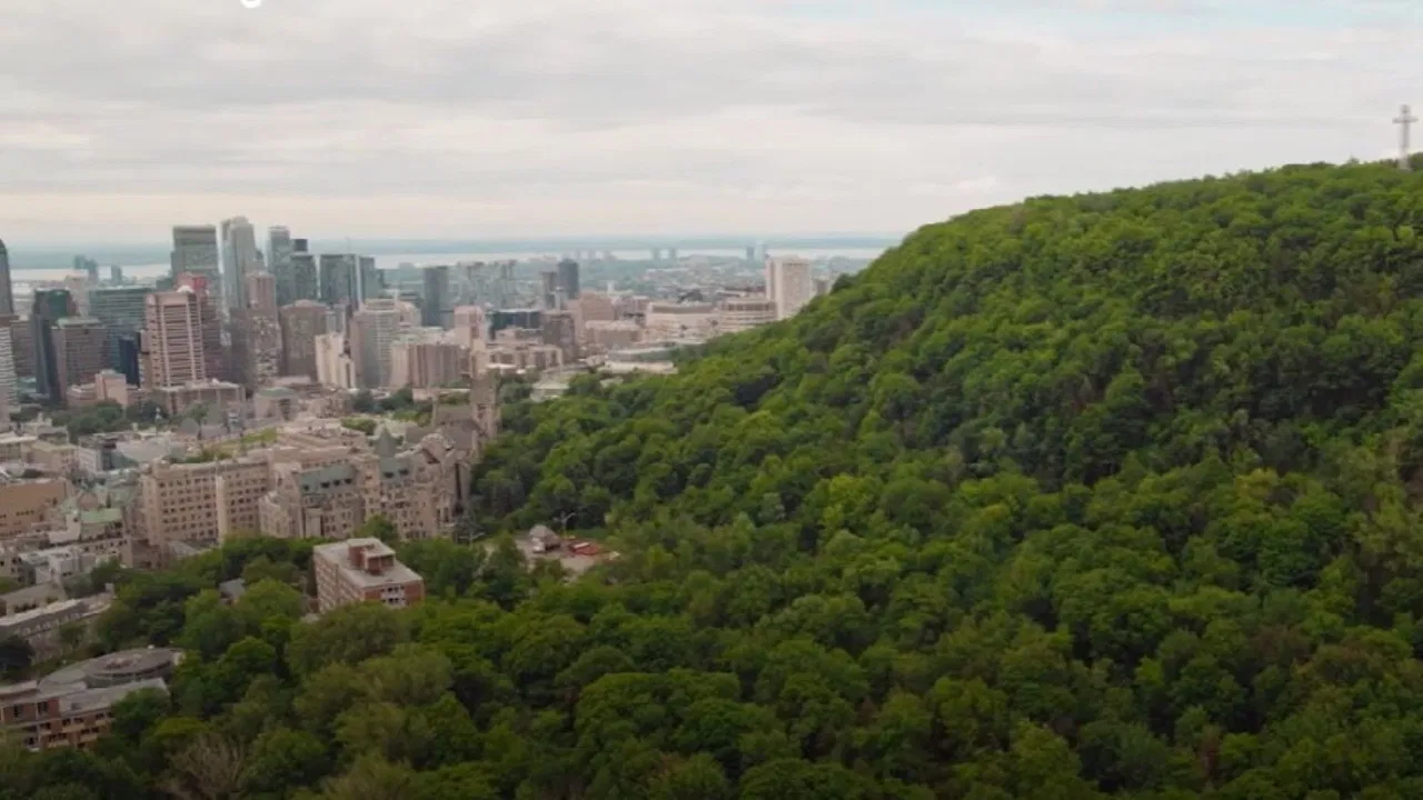 Urban Forests backdrop