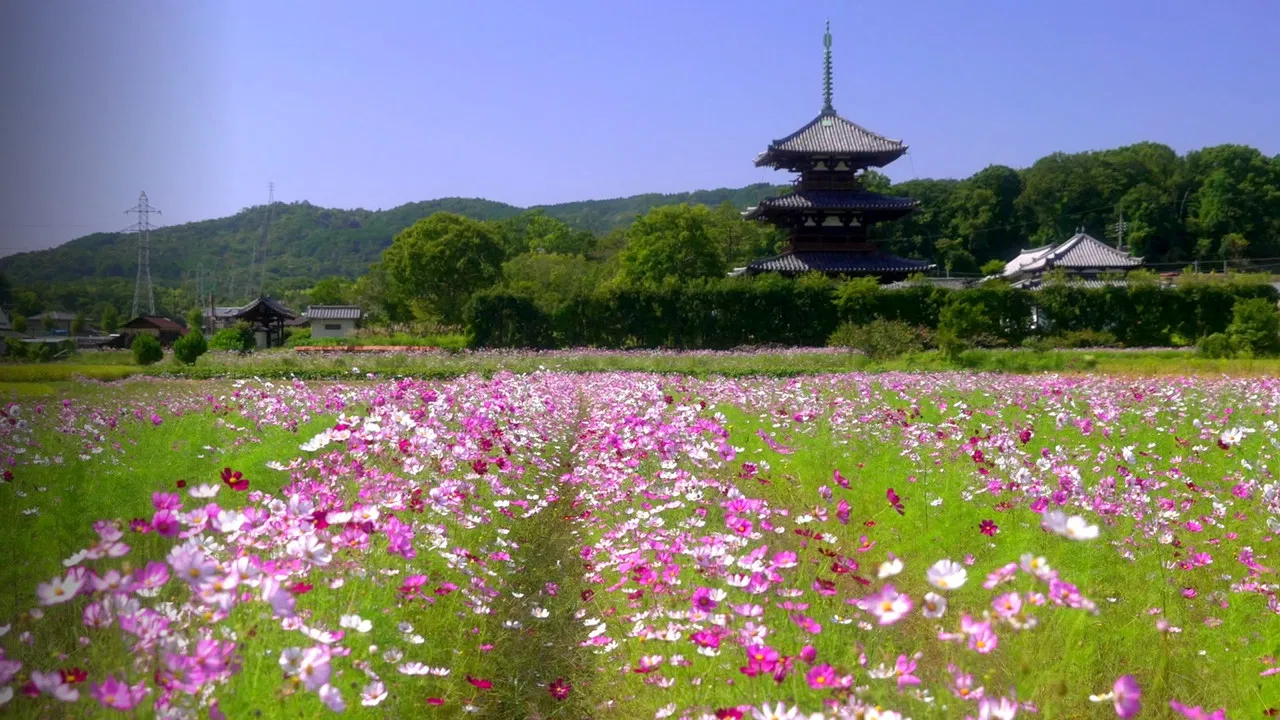 The Seasons of Yamato backdrop