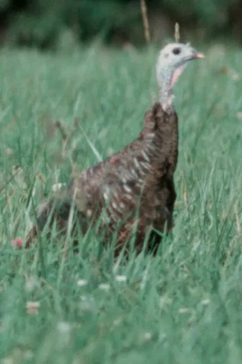 Autumn Evening poster