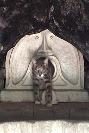 Father, Mother, What Should I Film Today? poster