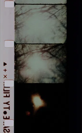 Signaux lumineux pour un ballet nuptial poster