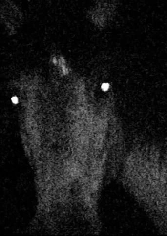 Voyage au pays des vampires poster