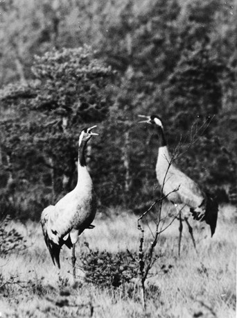 Luonnon kätköissä poster