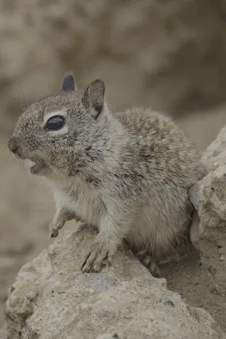 San Diego: America's Wildest City poster