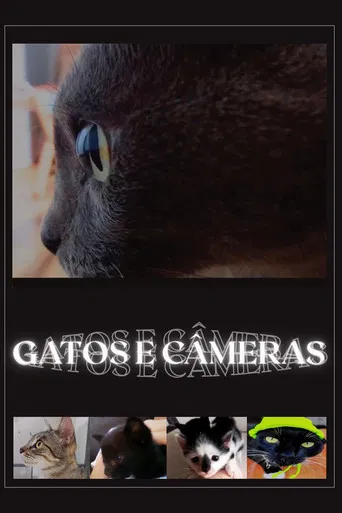 Gatos e Câmeras poster