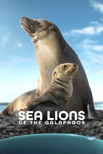 Sea Lions of the Galapagos poster