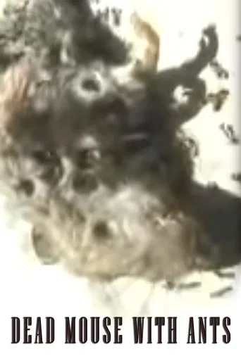 Dead Mouse with Ants poster