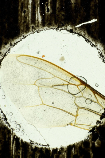 Hasta el cementerio de Flores poster