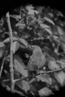 The Nightingale poster