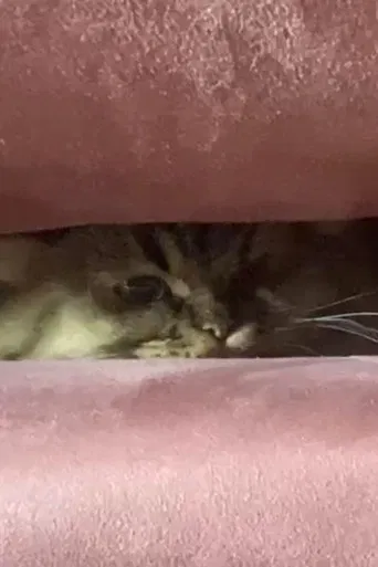 A Cat's Ascend To Claustrophobic Tranquility poster