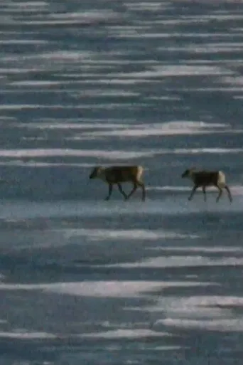 Caribou in the Archive poster