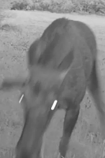 Cracking Sound poster