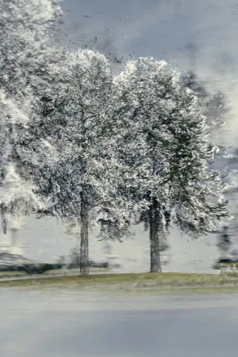 The Despair of the Monkeys poster