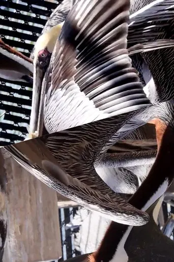 Pelican Radio poster