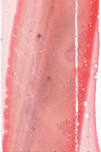 having-seen-snake poster