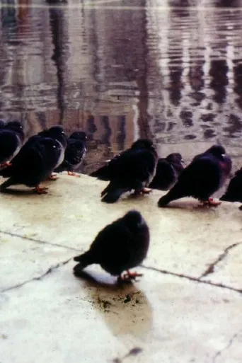 City by the Sea, or how to survive in Venice poster