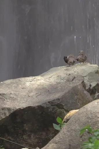 For the Birds poster