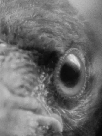 To Feather, to Wither poster