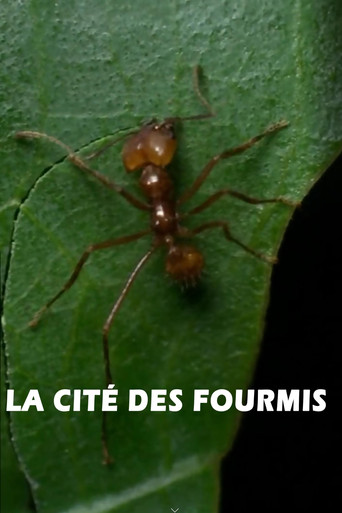La cité des fourmis poster