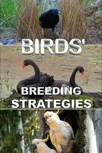 Birds' Breeding Strategies poster