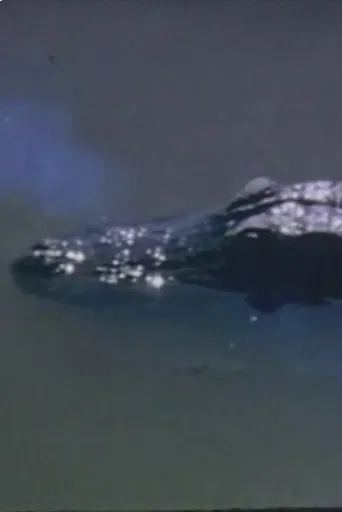 Wind Across the Everglades poster