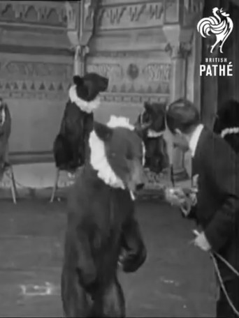 Trained Bears poster