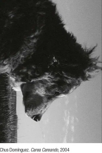 Carea careando. De pastores, perros y rebaños poster