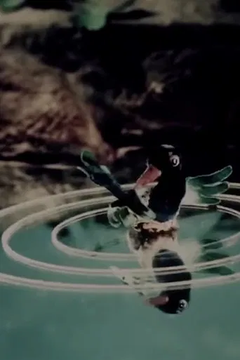 A Child Already Knows poster